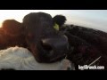 Baby Cows Sniffing and licking the lense of my GOPRO camera