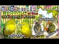 Download Lagu Breeding cipow/sirtu --awal sampai panen || panen terus.