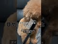 ダイソーのまつ毛コームでワンコの目ヤニをスルッと #shorts #toypoodle