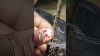 successful mango grafting #shorts