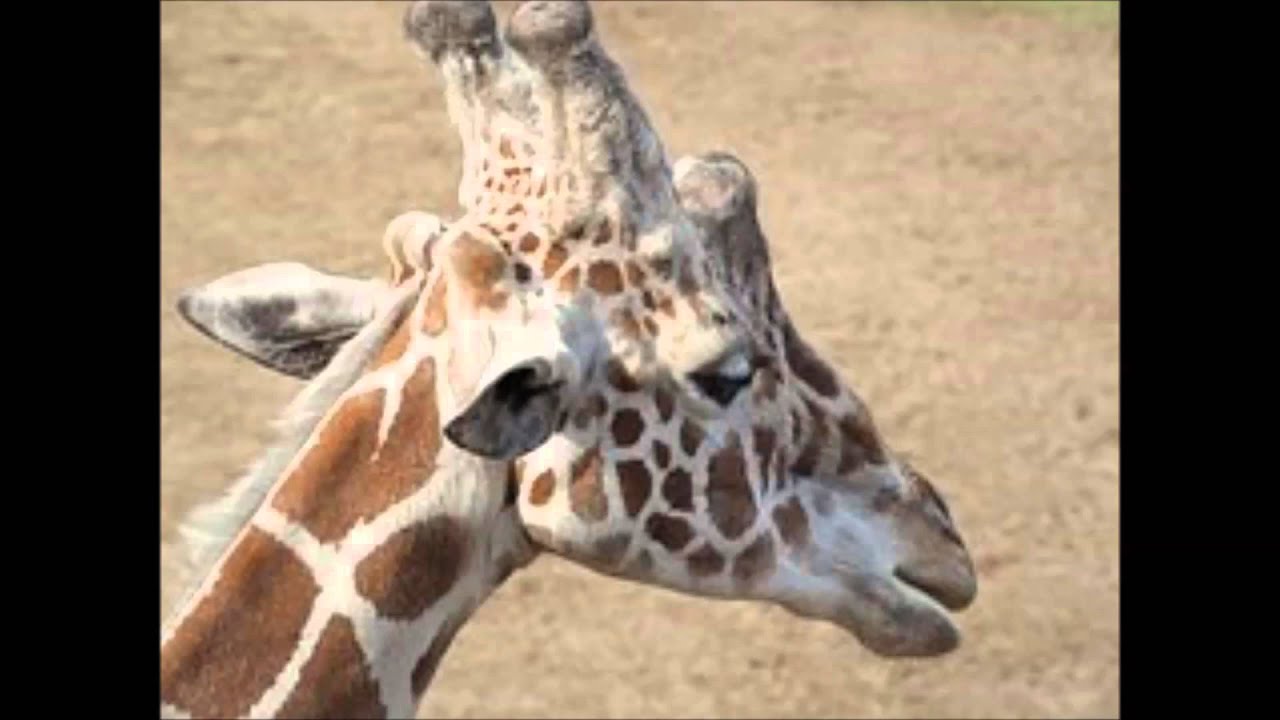 Giraf met je lange nek Melchior YouTube Giraf met je lange nek Melchior YouTube