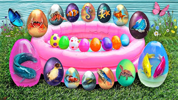 Verzameling van prachtige video