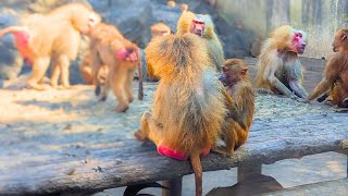 マントヒヒの大行進を見てると想像以上に癒された【マントヒヒ】Hamadryas baboon