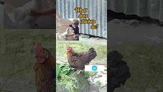 ya rab e mustofa #love #music #tiktok #viralvideos