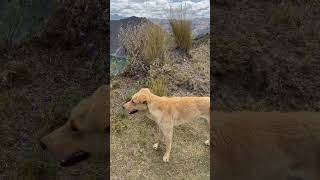 #dog #friends #laguna #travel #travelvlog #nature #adventure #beautiful #amazing #doglover #animals