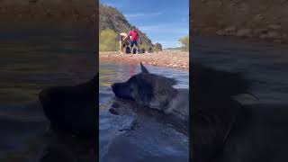 Ruby going for a swim! #akita #akitas #americanakita #dog #doglover #dogshorts #hikingadventures