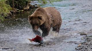 Swimming Upstream (Alaskan Salmon Migration)