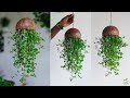 Amazing and creative coconut shell hanging plant idea for home  hanging plants ideasgreen decor