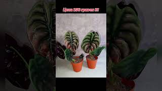 Алоказия Рэд Секрет (Медная) Цена 250 гривен! Бронь в вайбер 0996782355 #алоказия #погородний