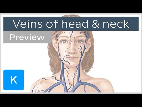 Veins of the head and neck (preview) - Human Anatomy | Kenhub