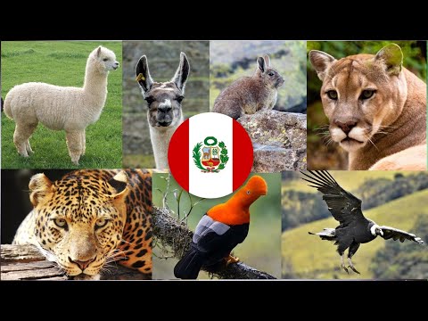 20 animales nativos más comunes del Perú | Primera parte