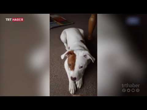 Video: İşitme Köpeklerime Neden İşaret Dili Öğretiyorum?