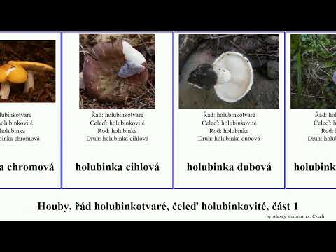 Video: Russula family. mléčné houby