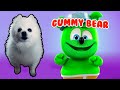 GUMMY BEAR em CACHORRÊS | NOSTALGIA