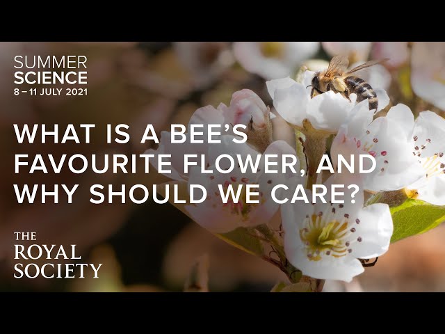 What is a bee's favourite flower? | The Royal Society class=