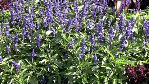 Victoria Blue Salvia From Seed - Veseys