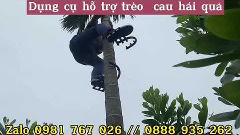 Guốc trèo cây cau chuyên nghiệp/ dụng cụ hỗ trợ trèo cây cao giá rẻ