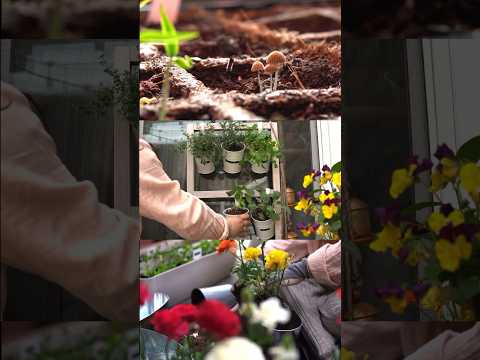 Video: Grönsaker i behållare: Central Region Potted Vegetable Garden
