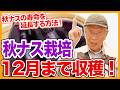 家庭菜園や農園の秋ナス栽培で12月まで収穫！秋ナスの寿命の延長方法と秋ナスの育て方！【農家直伝】