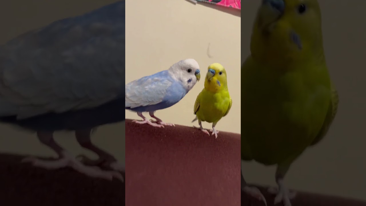 Rico & Snow walk walk #birds #budgies #parrot #trending