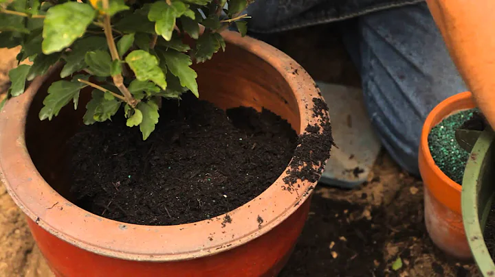 How to Care for a Rose of Sharon Hibiscus in a Pot...