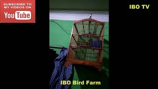 IBO TV | CUCAK IJO MINI ISIAN CILILIN IBO BIRD FARM BANDUNG