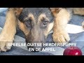 Speelse Duitse herderspuppy en de appel