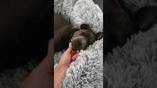 Just A Puppy Napping - Holly The Blue Staffy