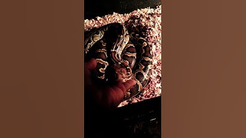 BURMESE Python handling tips #snake #burmesepython #burmesepythons
