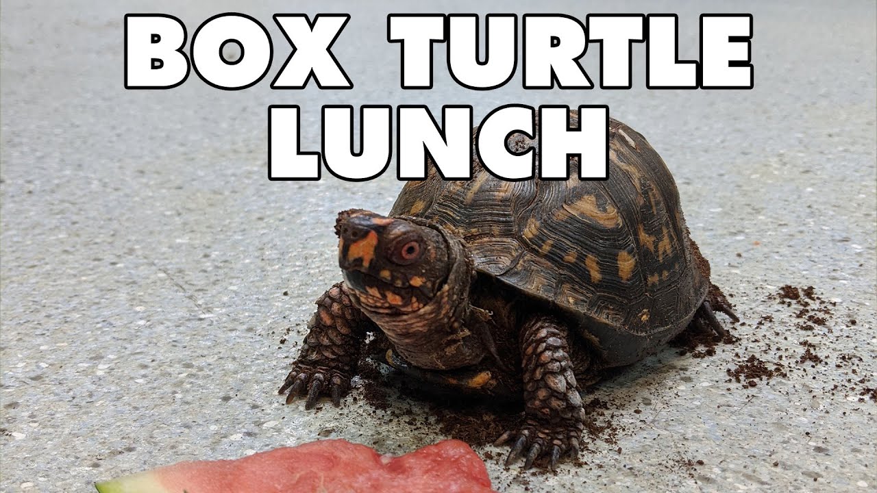 Do Box Turtles Eat Less In The Winter Do Box Turtles Eat Less In The Winter