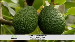 Aguacate hass SAFER Agrobiologicos