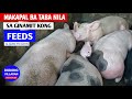 Makapal ba ang TABA nila sa ginamit kong FEEDS na Pigrolac Premium  l Vlog 132
