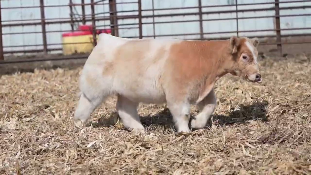 MCC Fall Born Steer Sale- Lot 1 