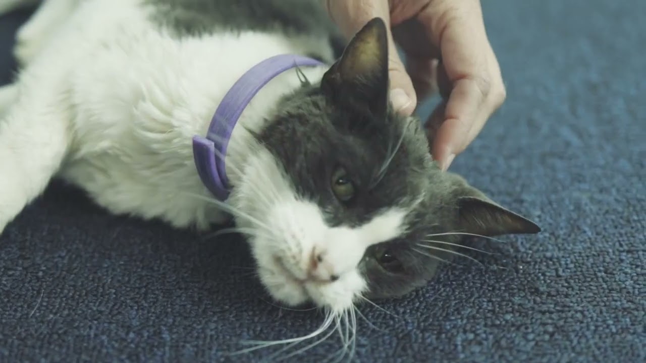 SENTRY PET Care Sentry Calming Collar for Cats, Long Lasting Pheromone Collar Helps C