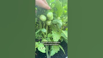 Growing Kitchen Minis Tomato Plants