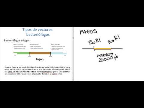 Vídeo: El Análisis De Metaproteomas Revela Que La Sintrofia, La Competencia Y La Interacción Fago-huésped Dan Forma A Las Comunidades Microbianas En Las Plantas De Biogás