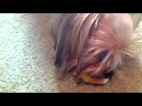 Somi Testing her Special Puppy Cupcakes