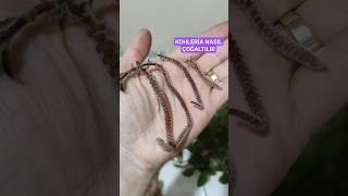 Kohleri̇a Kiş Bakimi Ve Çoğaltma Kimda