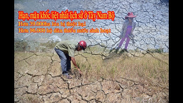 Tiền Giang: Hạn, mặn lúa chết hàng loạt, kênh cạn khô