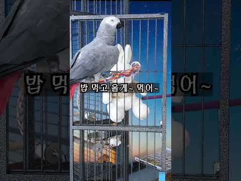 <strong>독도는</strong> 우리 땅이고 korea땅입니다 [연구대상 앵무새똘이뷰]#shorts