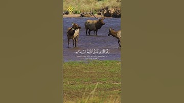 الآية 25 من سورة الشورى  #ماهر_المعيقلي