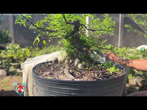 báo giá bonsai | 0399733259 Phong | báo giá 30 mã số mai chiếu trung trung nu - giá 550k\1-1000k\2