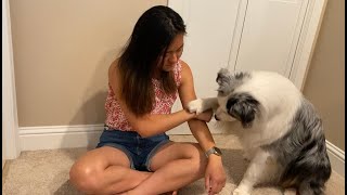 How to teach Deep Pressure Therapy and Self Harm Interruption//Psychiatric service dog tasks by Raising Up Aussies 1,944 views 3 years ago 6 minutes, 55 seconds