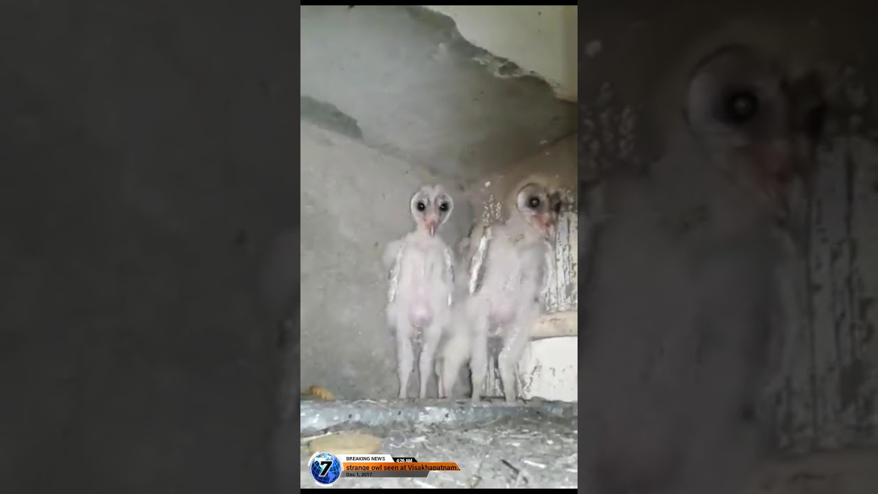 Alien Or Strange Owls With Long Legs Youtube