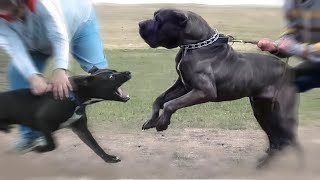 8 Dog Breeds that Could Defeat a Pitbull by Urban Side 928 views 1 year ago 4 minutes, 5 seconds