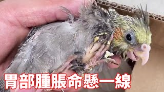 Masked Bird Bro | Diary: Xuan Feng's parrot, swollen belly, urgent surgery to remove trash