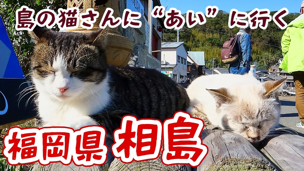 福岡県 相島 島の猫に会いたいさんぽ旅 Youtube