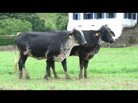 LOTE 32   FAZENDA DA CACHOEIRA