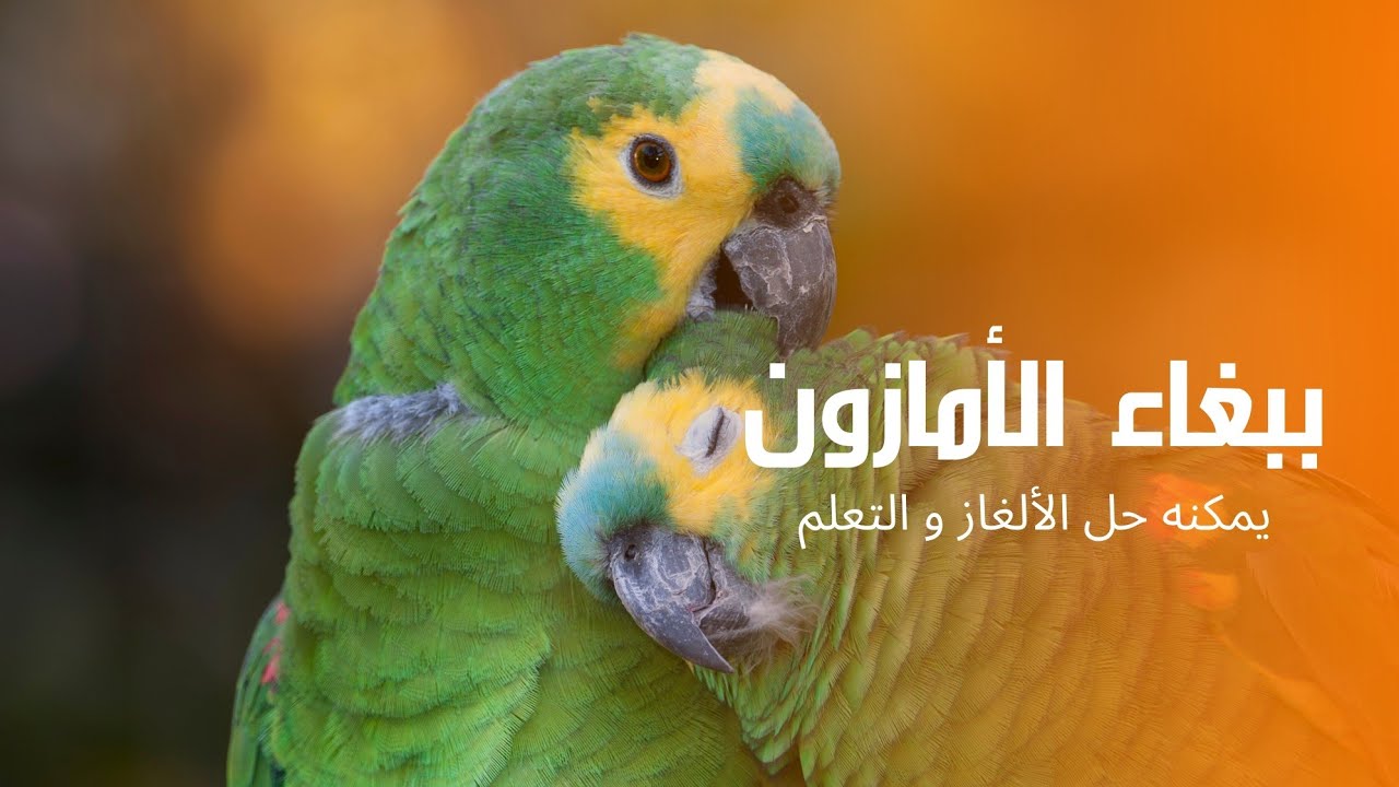 الحيوان الوطني | ببغاء الأمازون يقلد أصوات البشر بدقة فائقة - YouTube