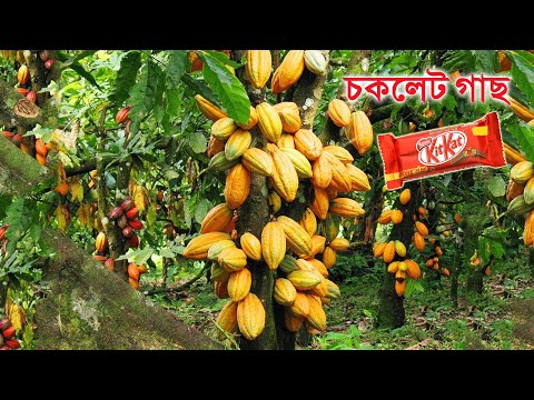 ভিডিও: চকলেট গাছ: ফটো এবং বিবরণ। চকোলেট গাছ কোথায় জন্মায়?